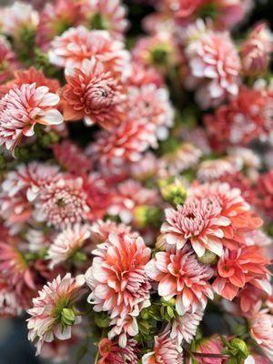 JRose Wholesale Flowers