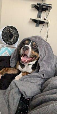 Love Fur Paws Pet Sitting Services