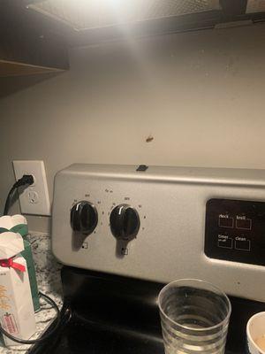 Roach on the wall behind stove. (Food Area)