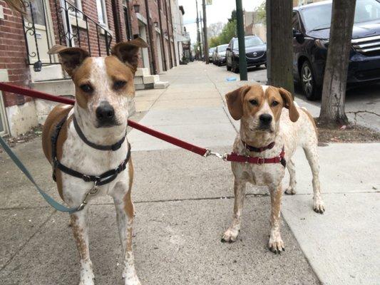 Ruff Life Dog Walking