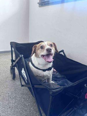 Town And Country Animal Hospital