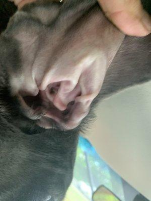 Petsense