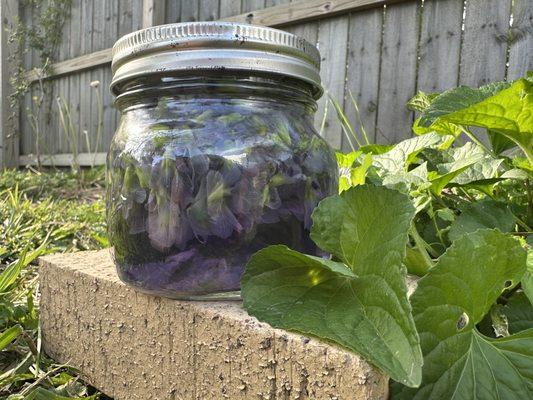 Holistic Health & Healing Herbs