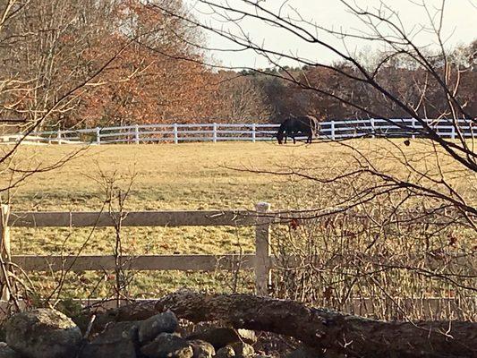 Horse pasture along the trail