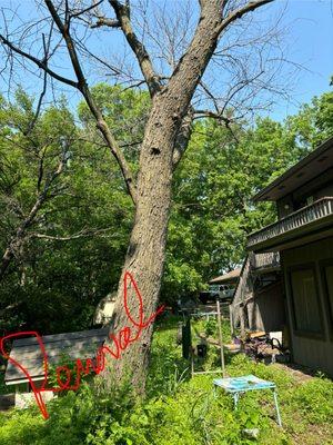 Contract Tree Worker