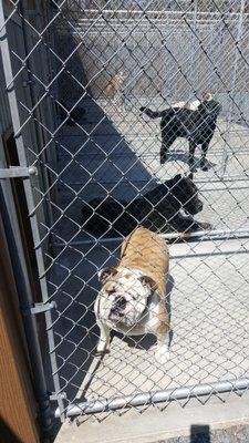 Stoney Hill Boarding Kennels