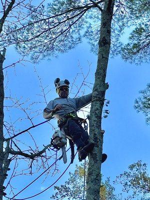 Leo Tree Landscaping