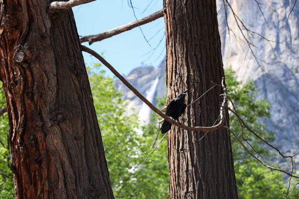 Yosemite Village Garage