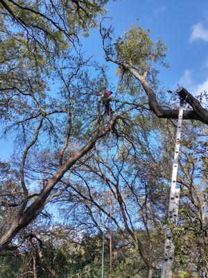 Aviles Tree Service