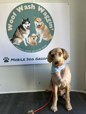 Labordoodle Shave Down