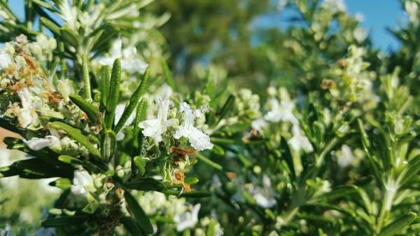 Huntington Beach Community Garden