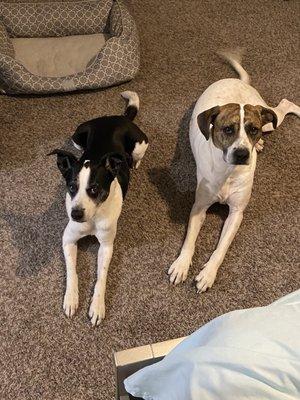 My current boys they're caring for.