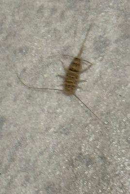 D K Buell Exterminating