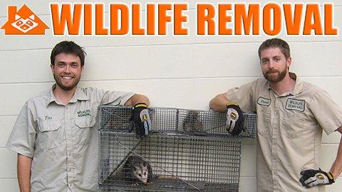 Wildlife Removal Saint Paul