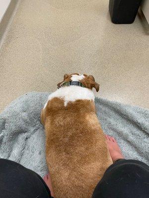 Yellow Springs Veterinary Clinic