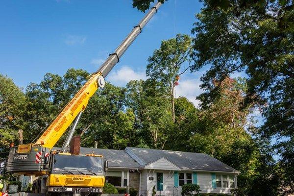 Walnut Tree Service