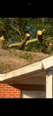 Doc Withey's Tree Surgeon and more