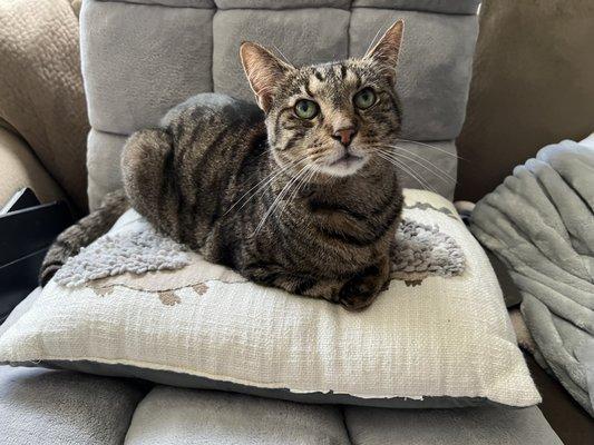 Colonial Veterinary Clinic