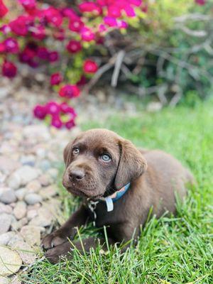 Heatherdowns Labradors