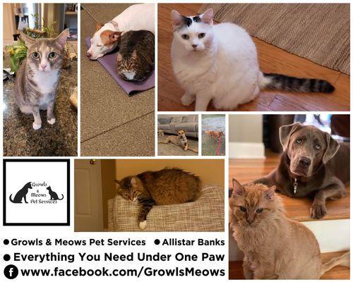 Growls & Meows Pet Services