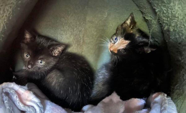 Newberry Animal Hospital