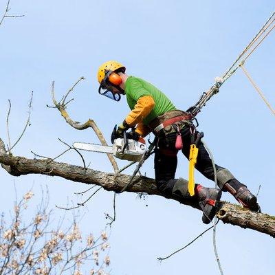Tree Service Dayton OH