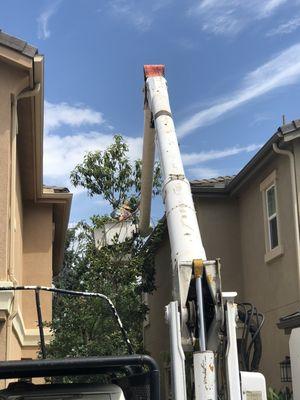 Monette Tree Service