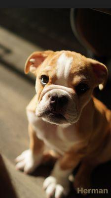 Herman is getting better now thanks for your help Laurel Pet Hospital.