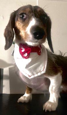 My dog Rembrandt wearing a Valentine's Day style bandanna. It does not come off, slide through collar.