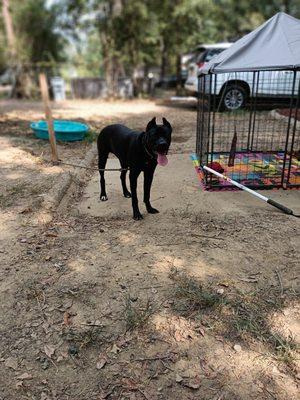 Syke Kennels Training