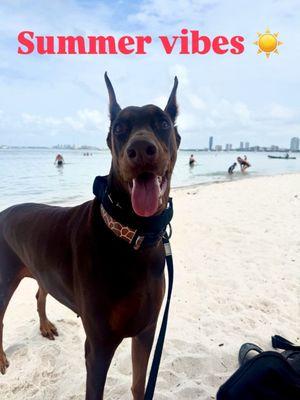 Key Biscayne Dog Beach