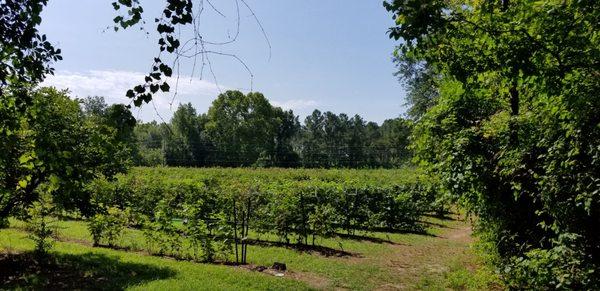 Dr. Young's Pond Berry Farm