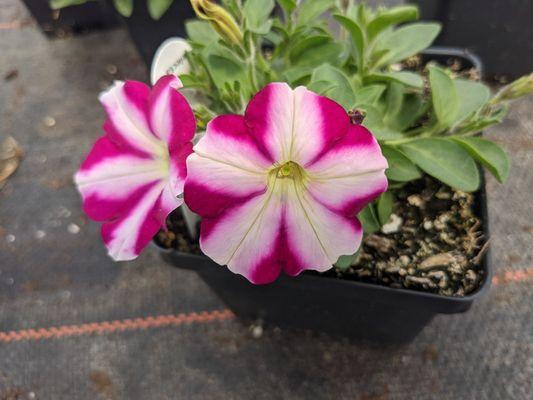 Parran's Greenhouse & Farm