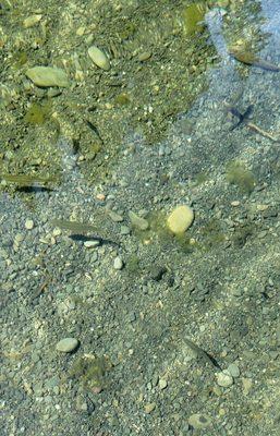 Benbow State Recreation Area