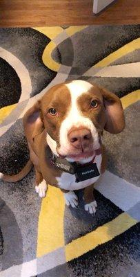 Rebecca’s Pet Care