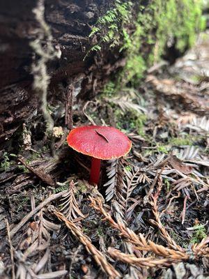Muir Woods National Monument