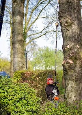 Fremont Tree Services