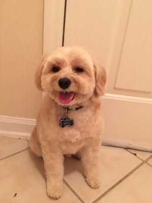 Winter Park Pet Villa