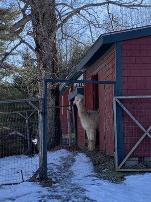 Peruvian Link Alpaca Collection