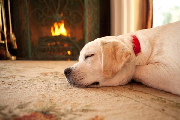 Does your dog treat your rug like a fire hydrant? ...Special pet stains/urine treatments are available.
