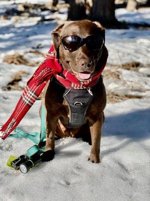 Coco ready for her romp in the snow