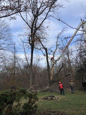 Dave's Tree Expert Company