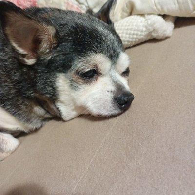 Southside Animal Clinic