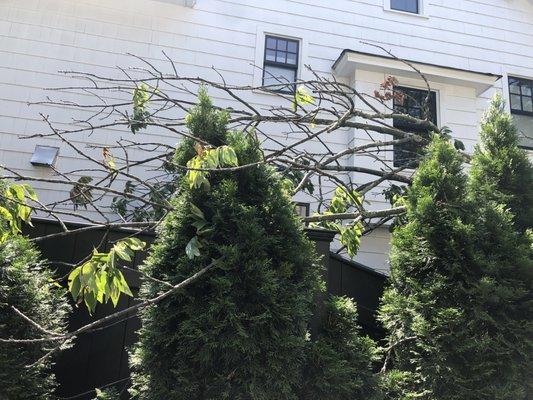 Visa Tree Service Inc.