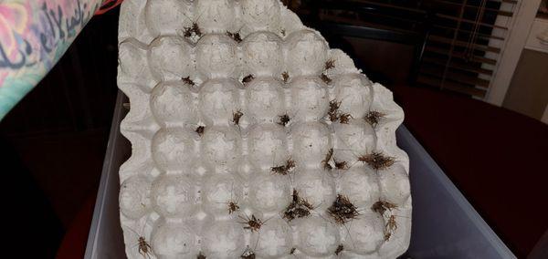 Premium Crickets