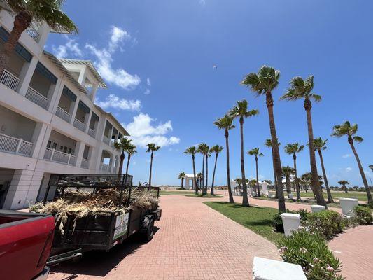 Lopez Green Tree And Palms Services