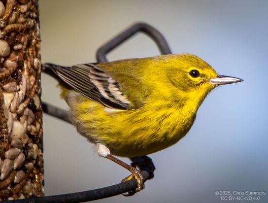 Wild Birds Unlimited