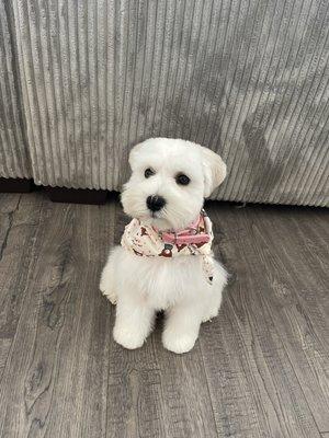 Great job we loved the service.