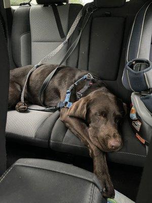 Animal House Wilmington