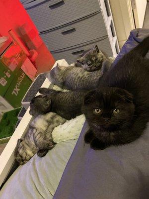 All 5 boys- black Scottish fold & british short hair munchkin awake
